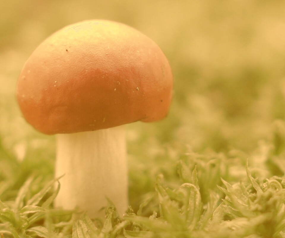 Грибок с красной шапкой обои
