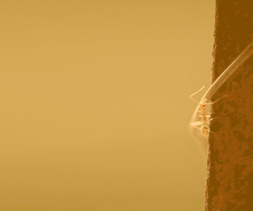 Муравей-пожарник обои