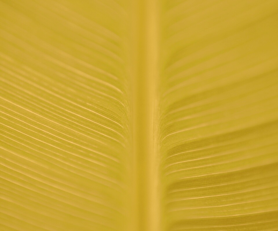 Макро фото листа обои