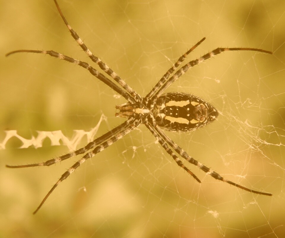 Огромный паук обои