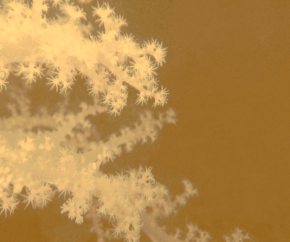 Кораллы обои