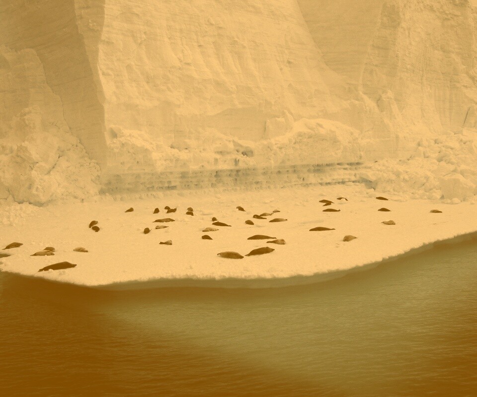 Лежбище тюленей обои