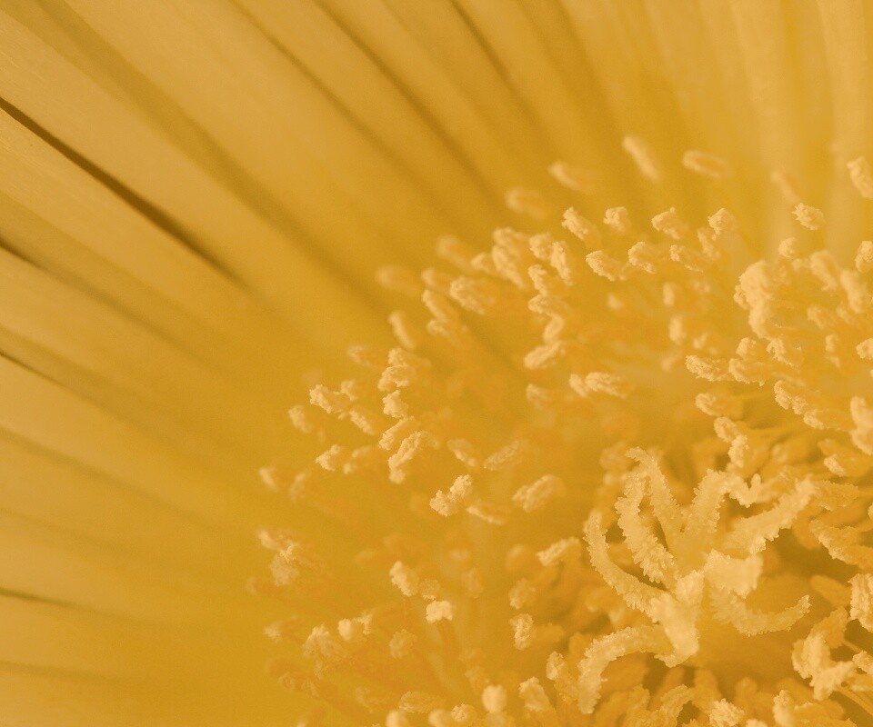 Желтый цветок обои