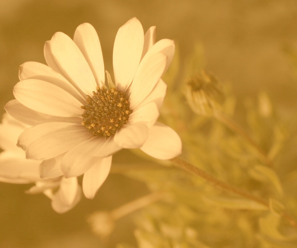 Одинокая фиалка обои