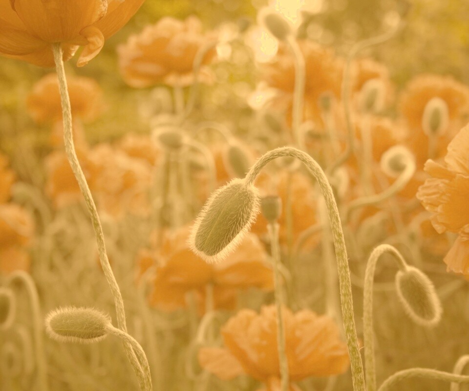 Бутон среди цветов обои