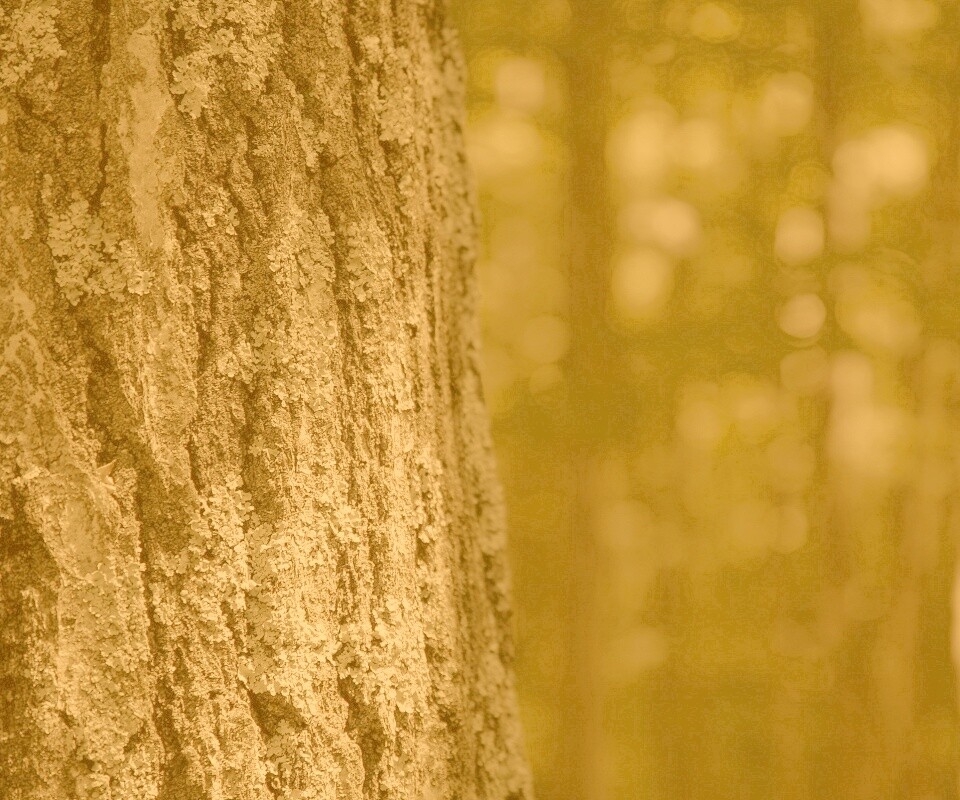 Ствол дерева обои