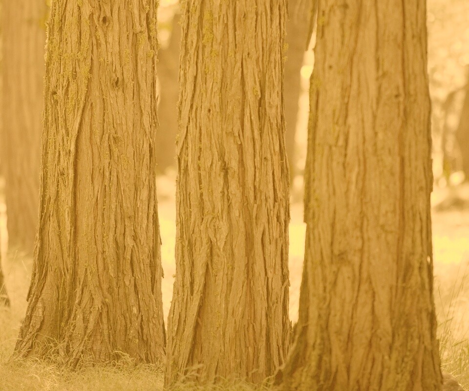 Стволы деревьев  обои