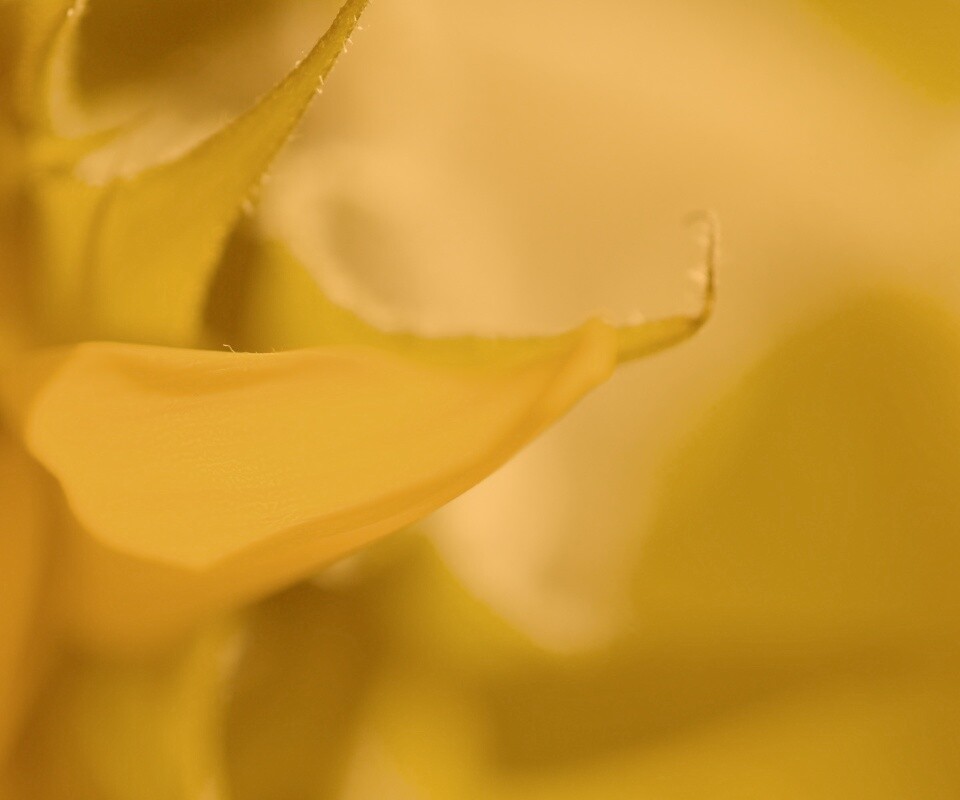 Солнечный цветок обои