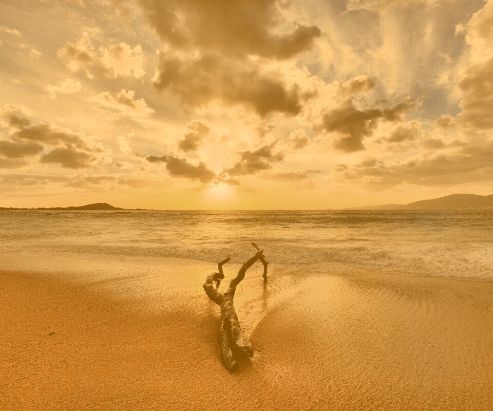 Коряга на пляже обои