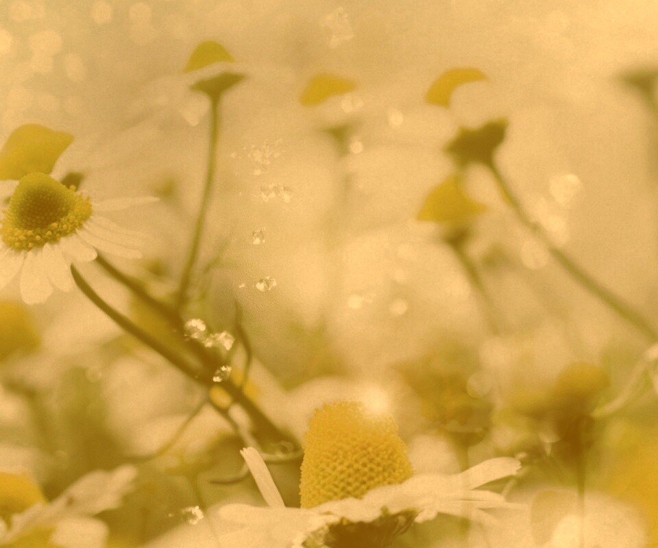 Летние цветы в лучах света обои