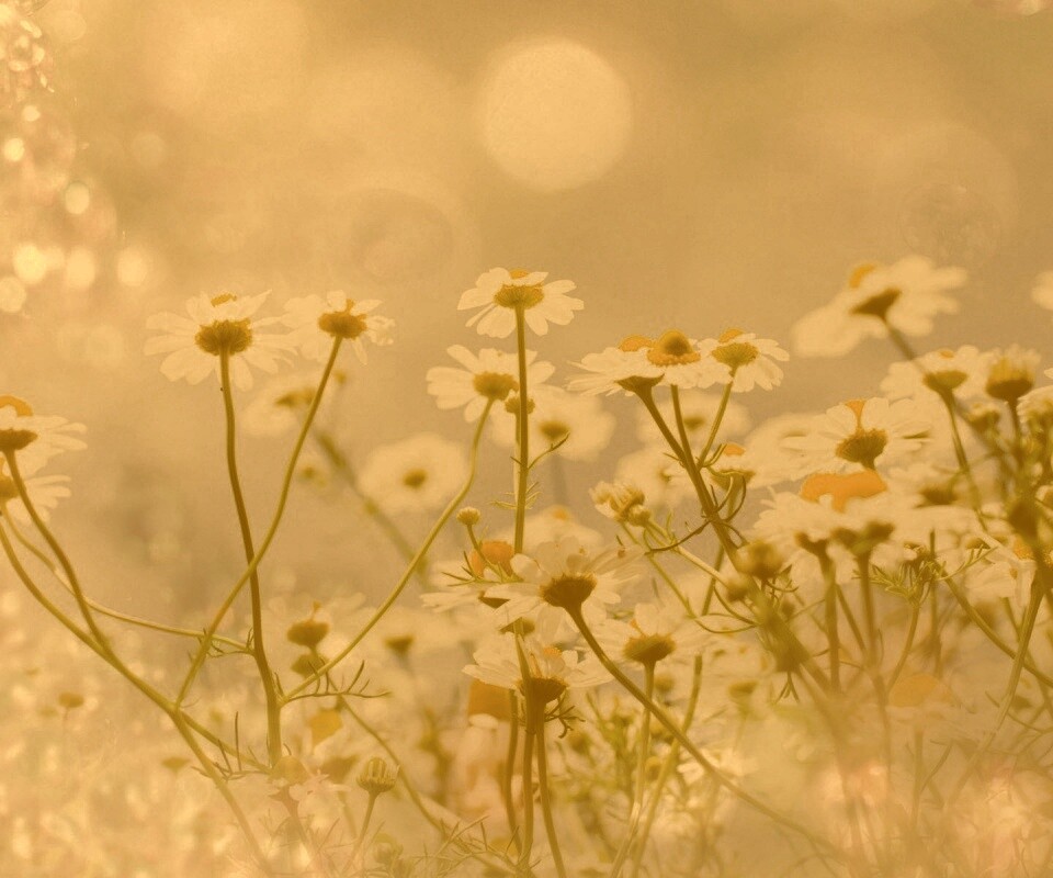 Цветочное лето обои