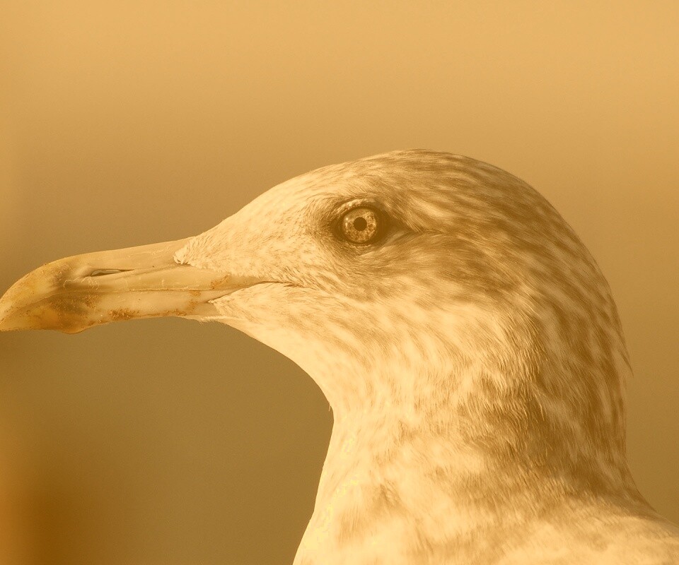 Птичка с длинным клювом обои