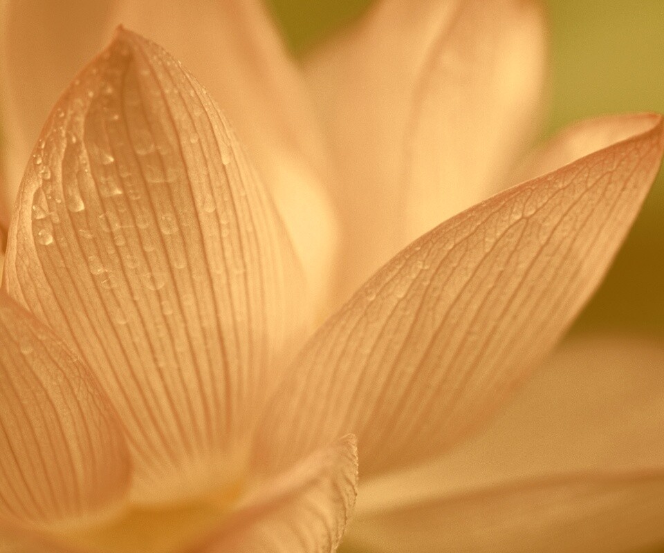 Лепестки цветов обои