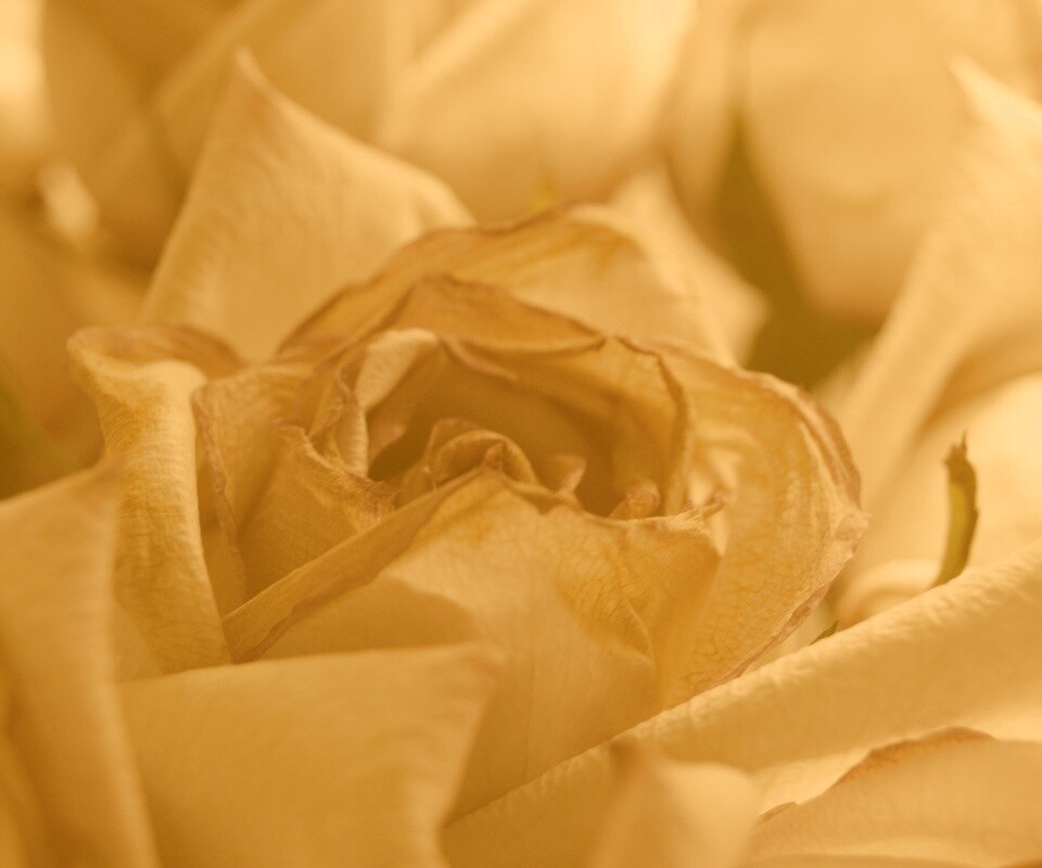 Увядающая роза обои