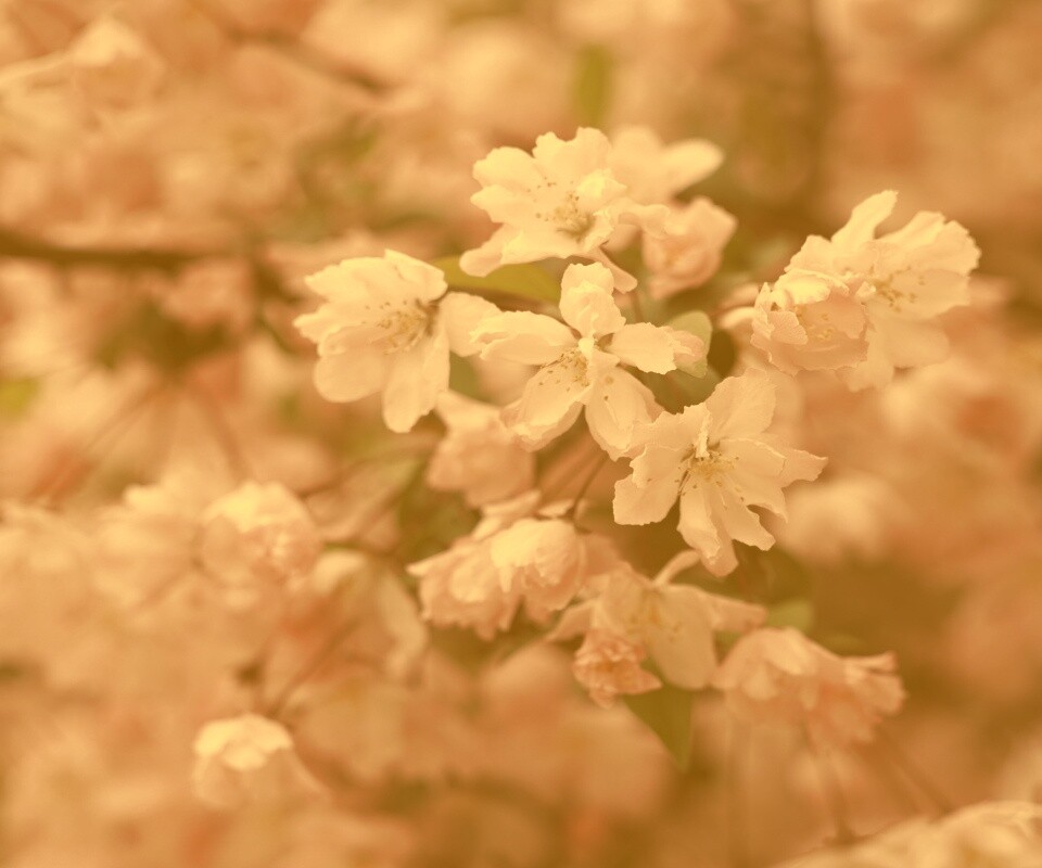 Весенние цветы обои