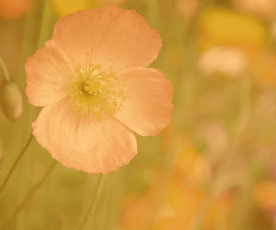 Красивый красный цветок обои