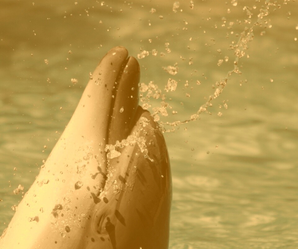 Дельфин обои