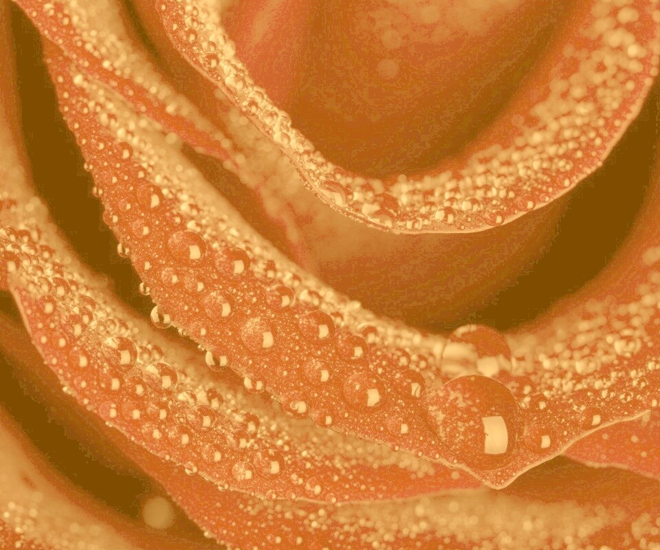 Роза в каплях обои