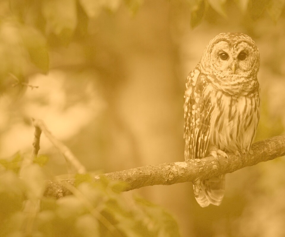 Сова на ветке обои