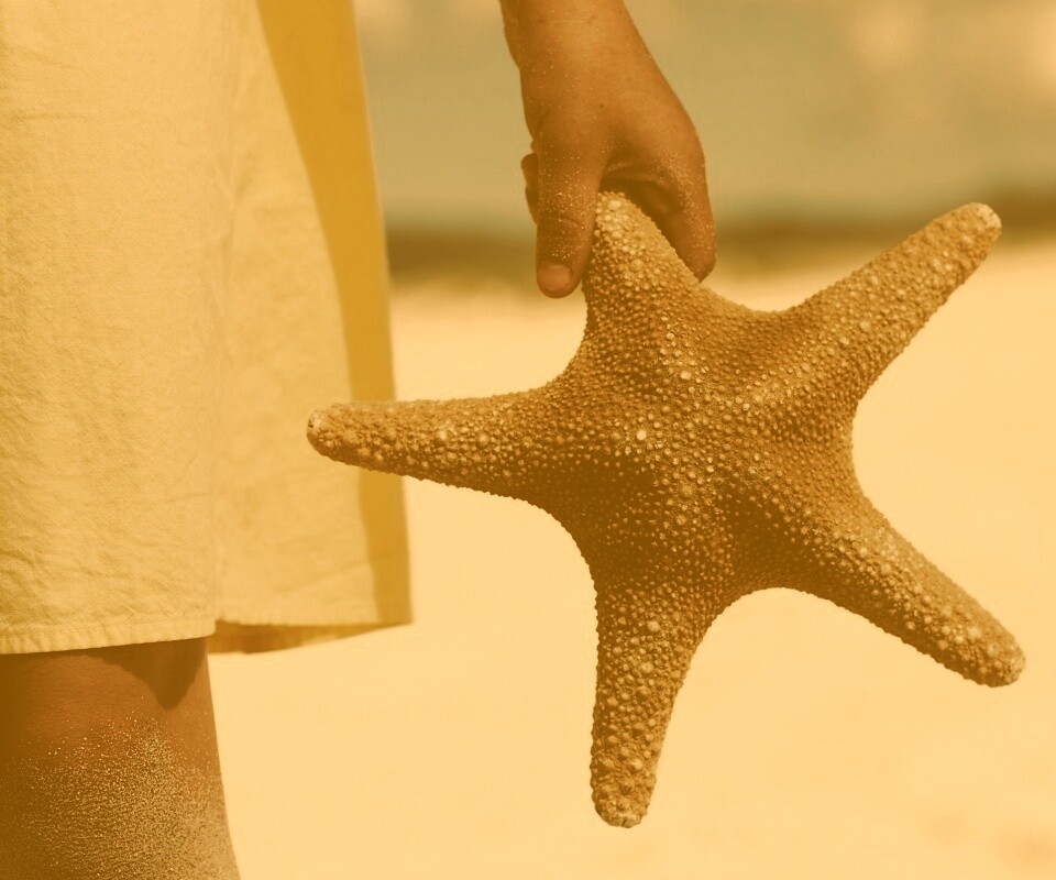 Морская звезда в руке обои