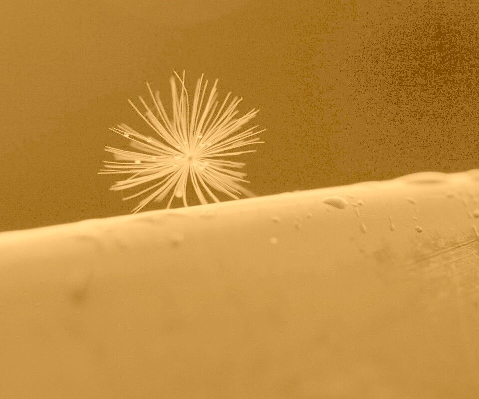 Прилипшая пушинка обои