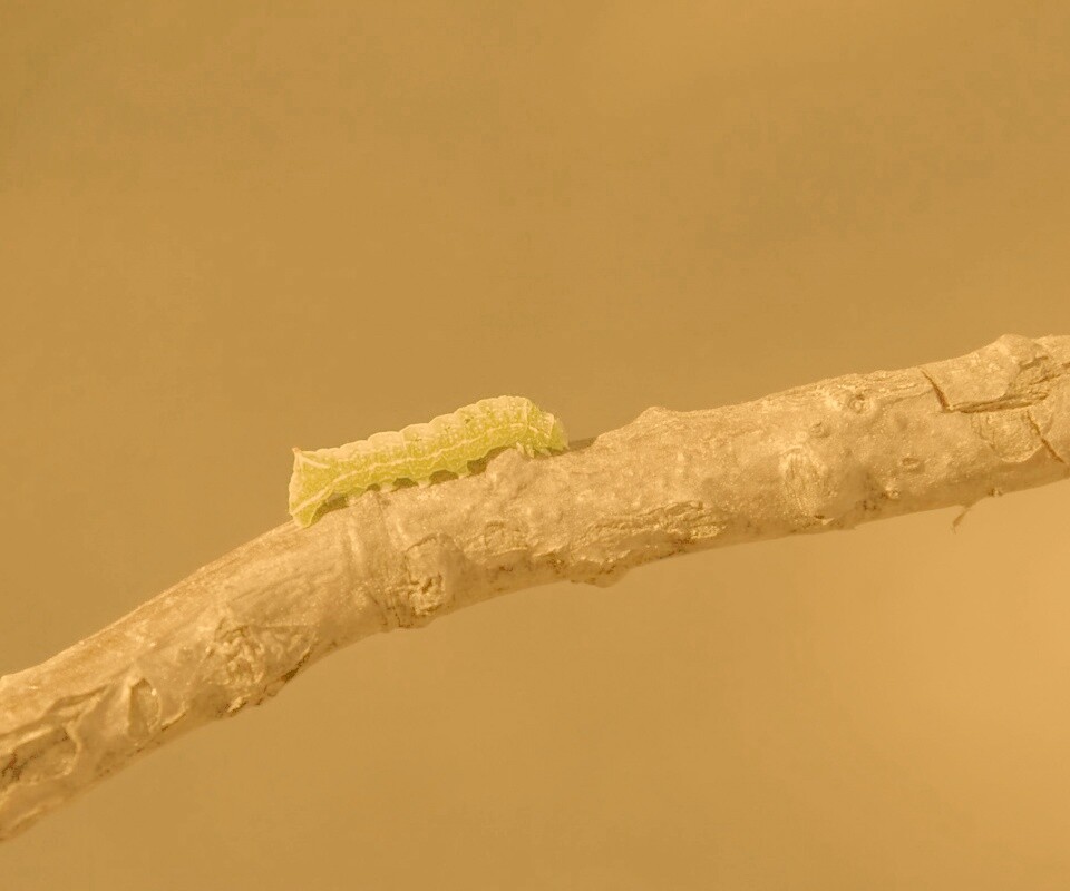 Гусеница на ветке обои