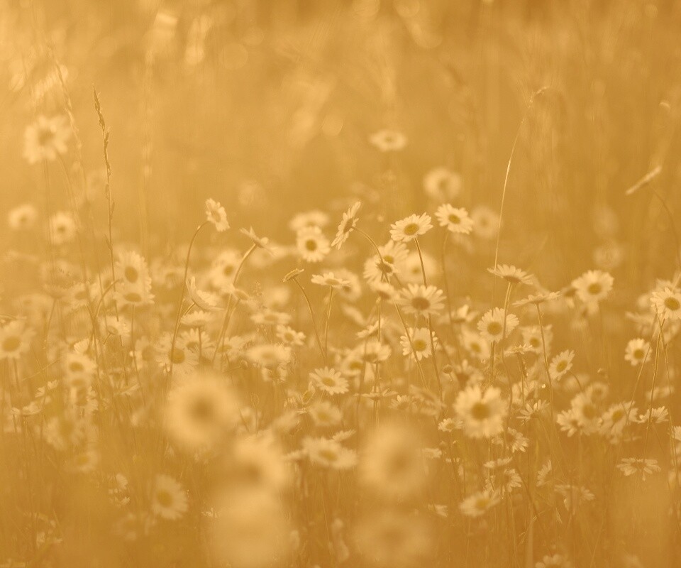 Поле ромашек обои