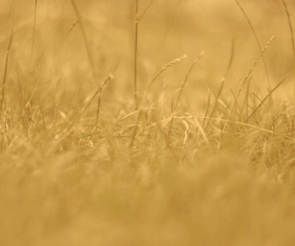 Трава в макро режиме обои