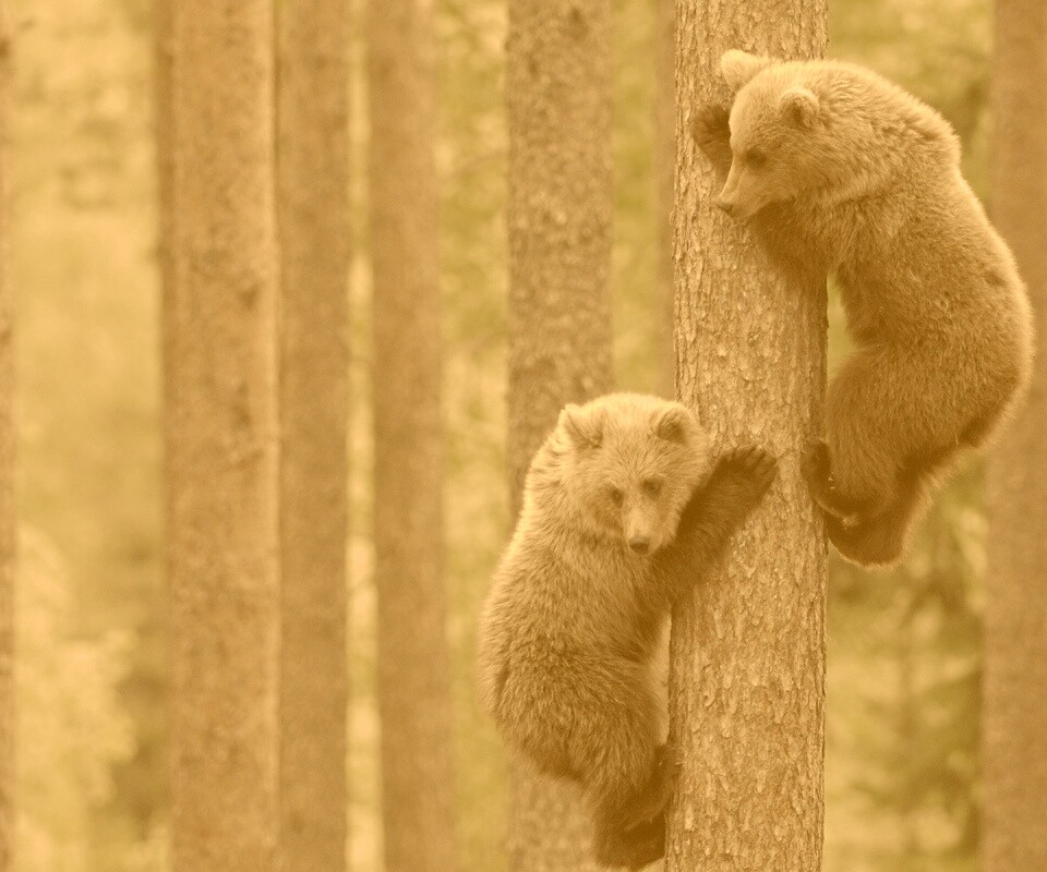 Медвежата обои