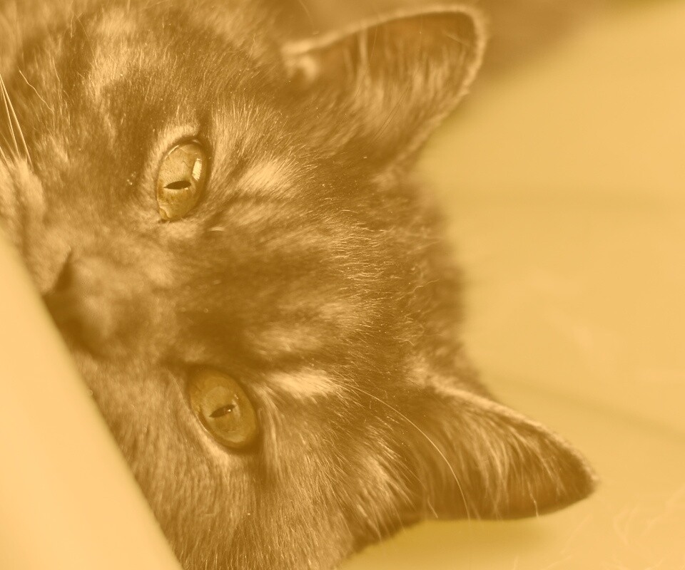 Глаза и уши обои