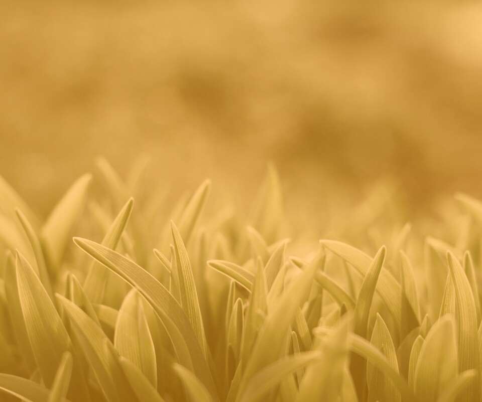 Сочная нежная трава обои