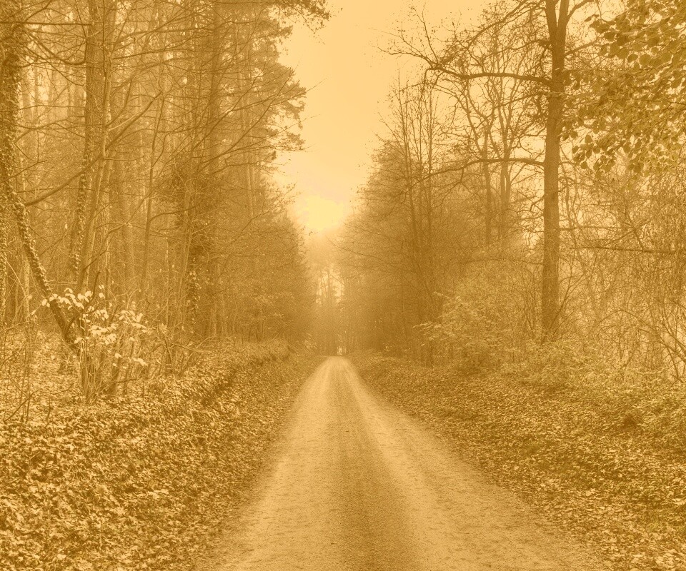 Лесная дорога обои