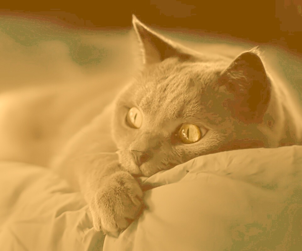 Персидский кот на кровати обои