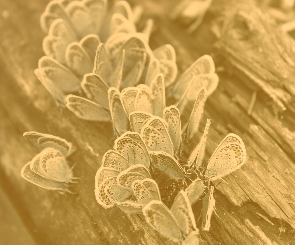 Голубые бабочки обои