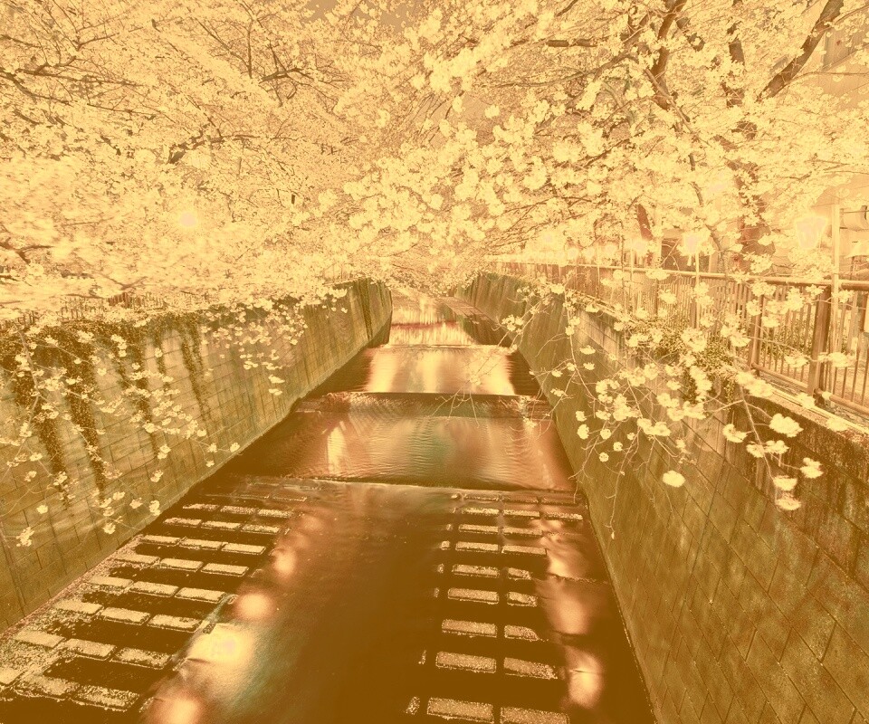 Река и цветение сакуры обои