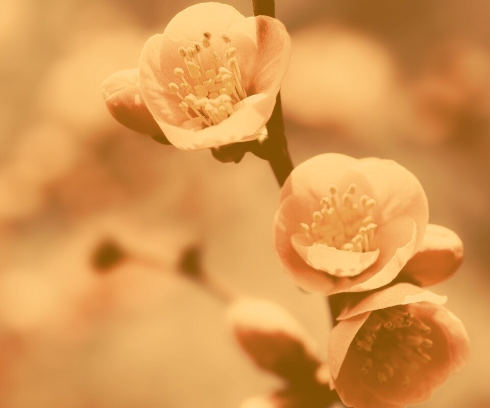 Великолепный цветок обои