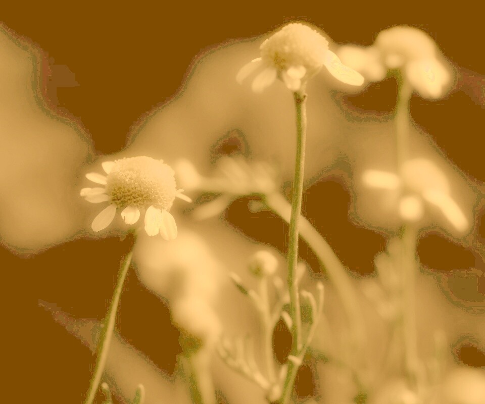 Стремный лепестун обои