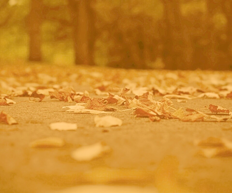 Дорога в листьях  обои