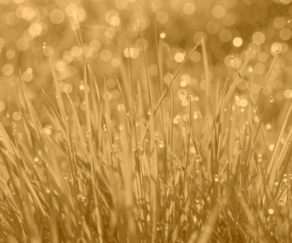 Трава ночью обои