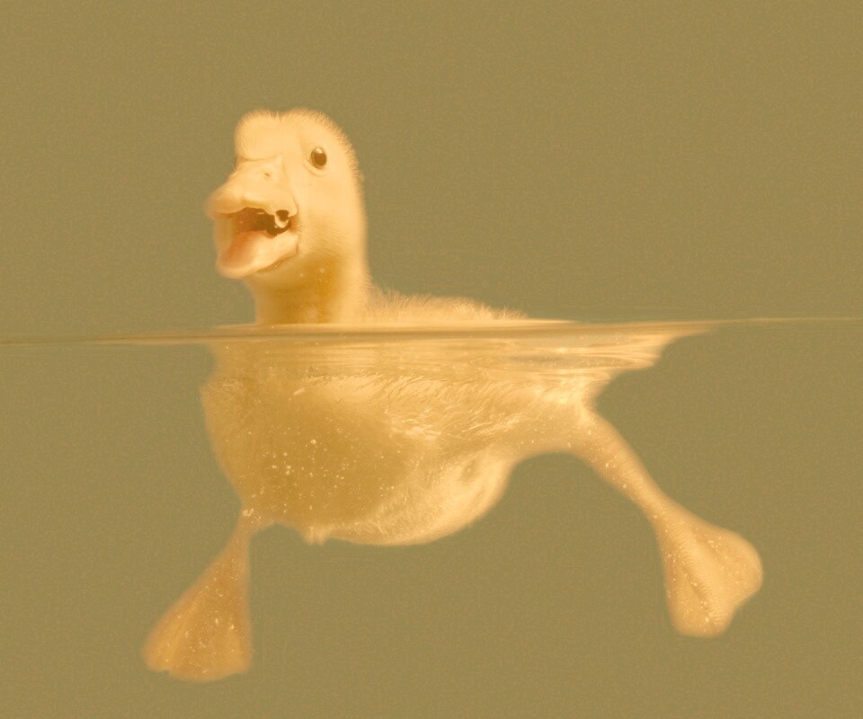 Утёнок в воде обои