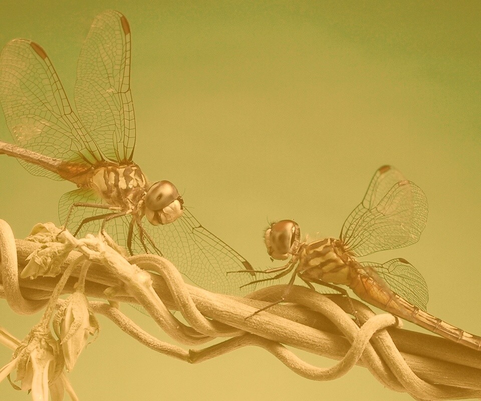 Две стрекозы обои