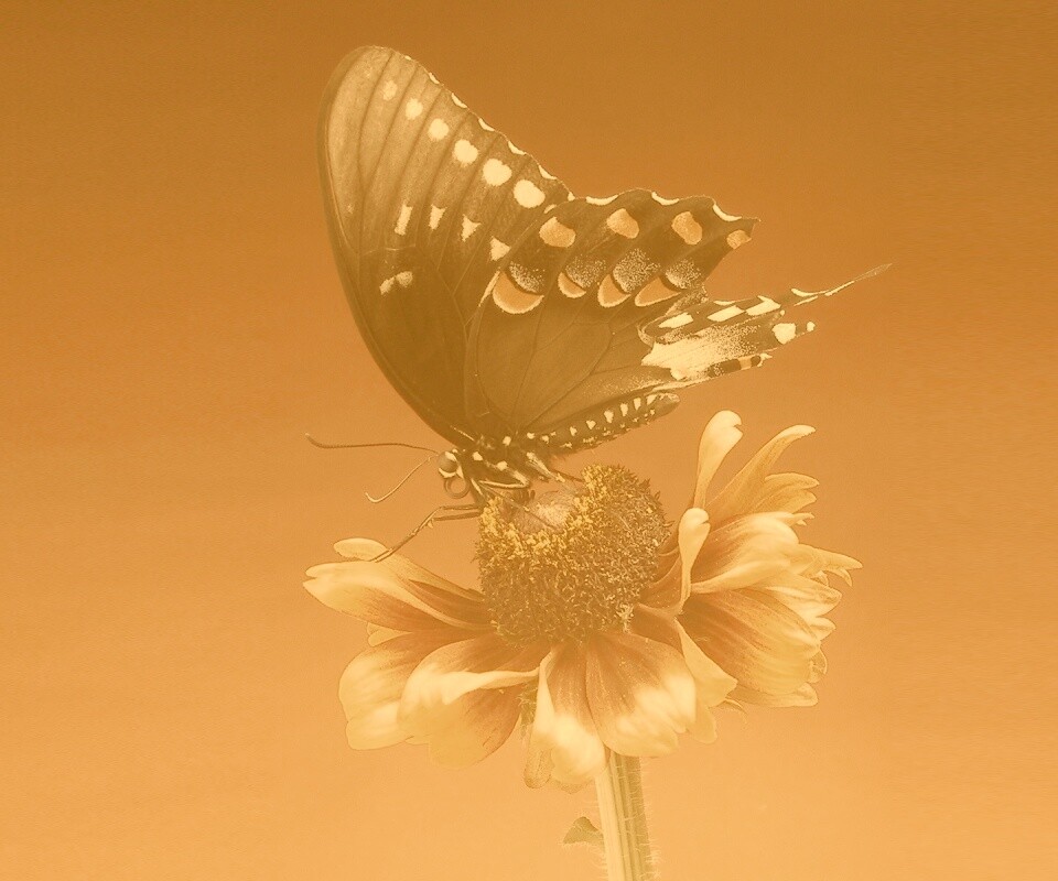 Бабочка на цветке обои