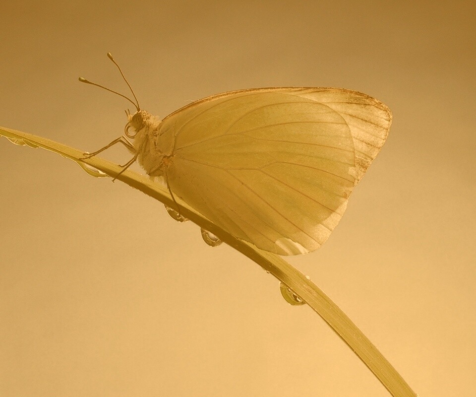 Жёлтая бабочка на стебельке обои