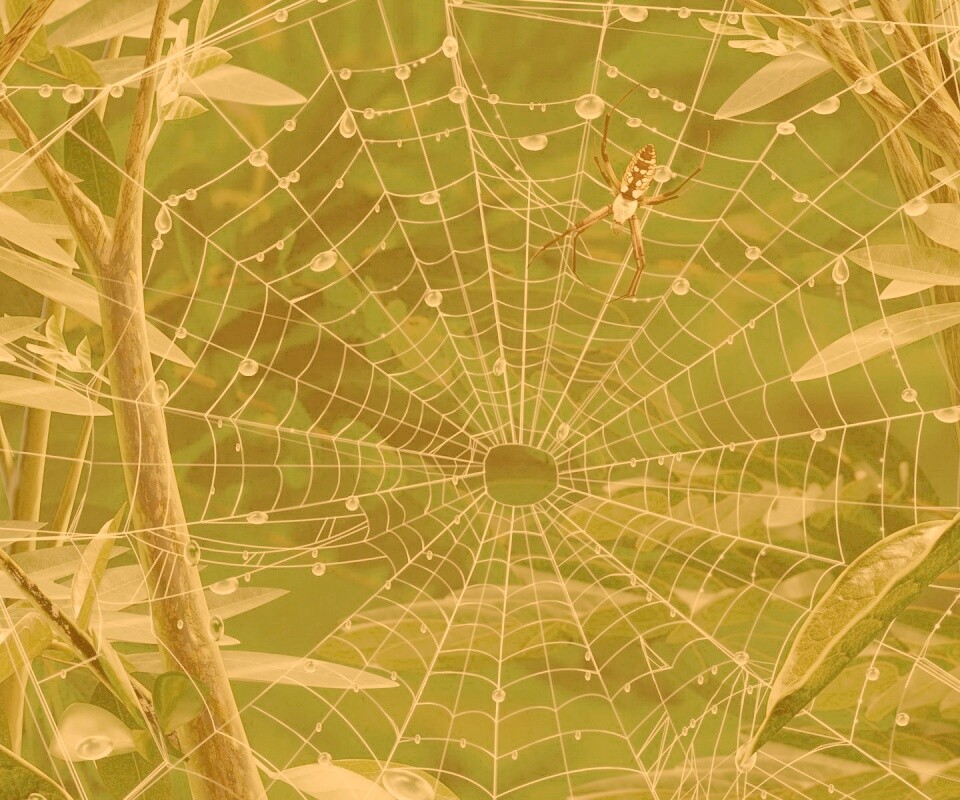 Паутина и паук обои