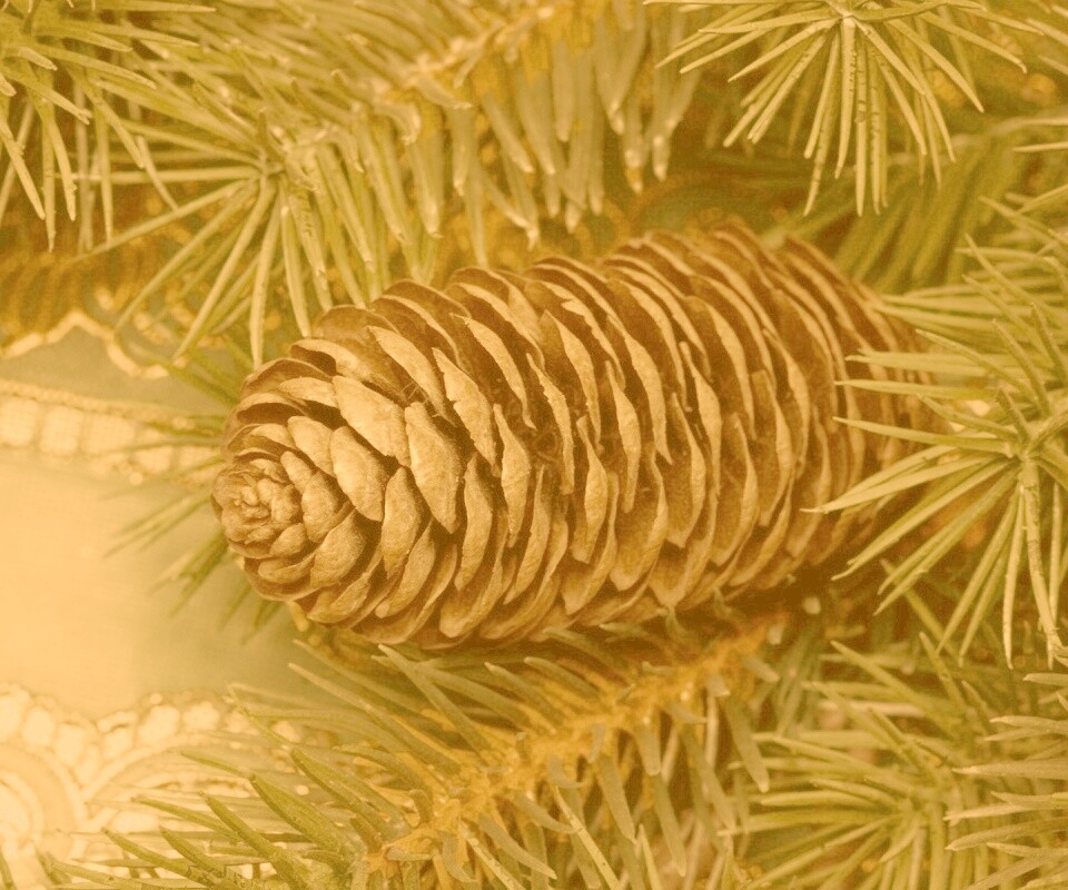 Шишка на елке обои