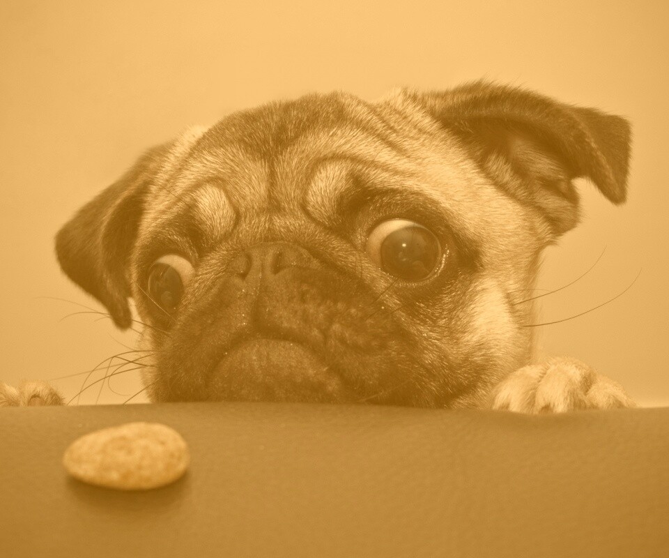 Собака нашла печеньку обои