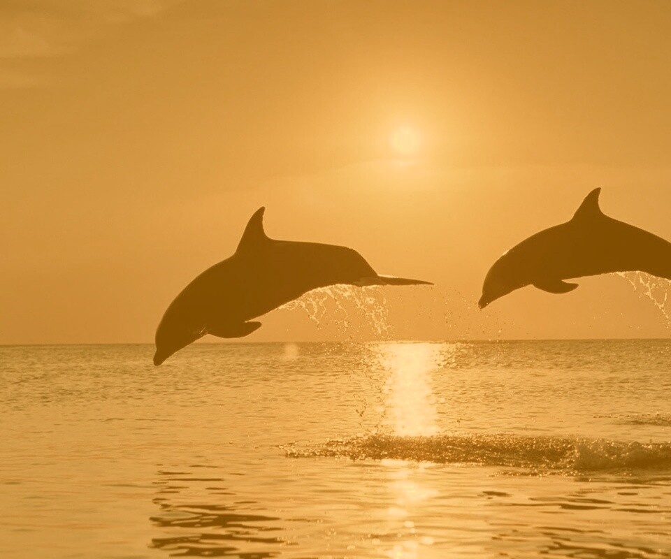 Дельфины выпрыгивают из воды обои