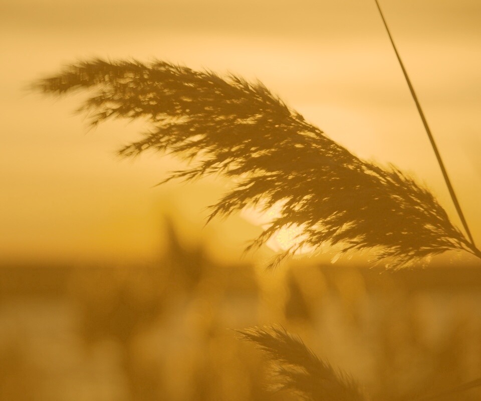 Камыш на закате обои