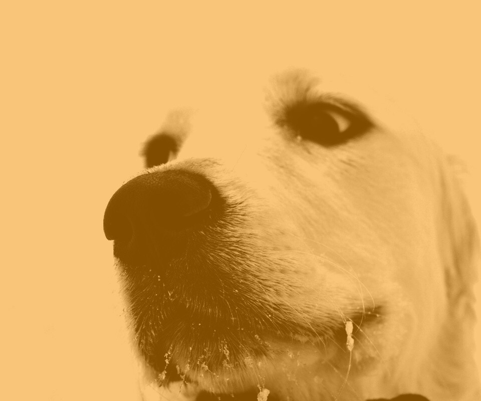 Белый пёсик обои