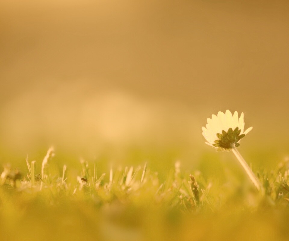 Цветок на траве обои